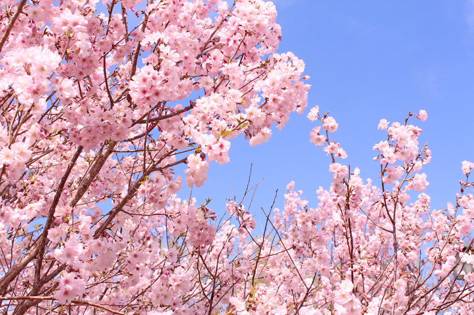 Corda 4.8 Beta — our spring release background